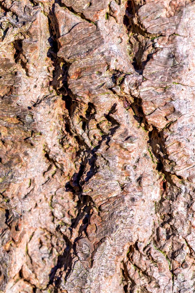 Nature Tree Trunk