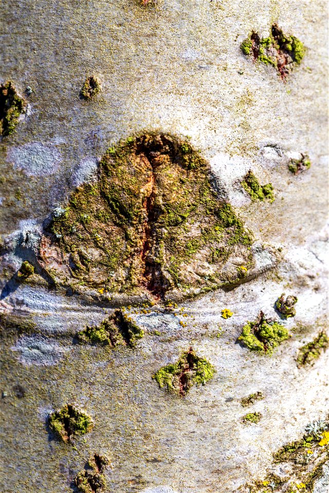 Nature Tree Trunk
