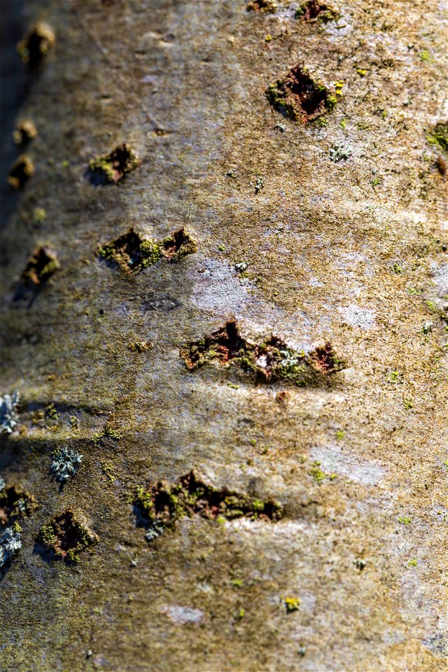 Nature Tree Trunk
