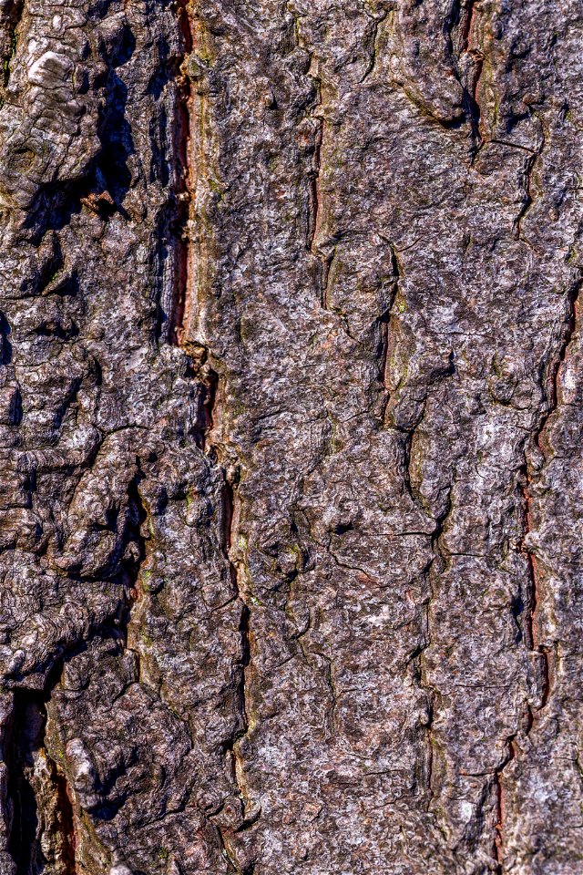 Nature Tree Trunk