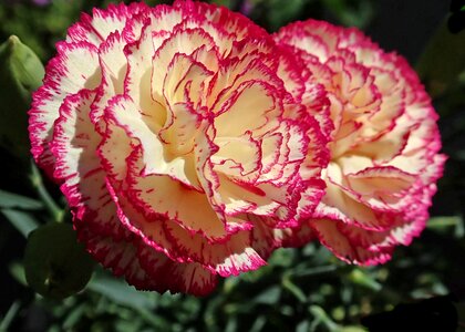 Flower garden nature