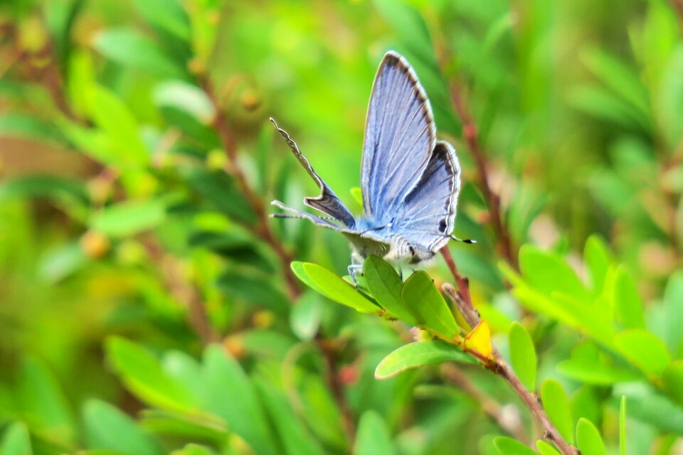 Outdoor summer curved lines purple gray butterfly