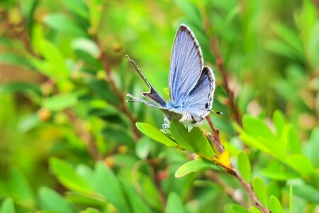 Outdoor summer curved lines purple gray butterfly