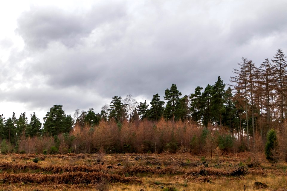 Nature Forest photo