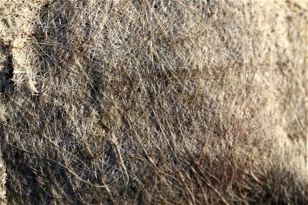 Fabric Synthetic
