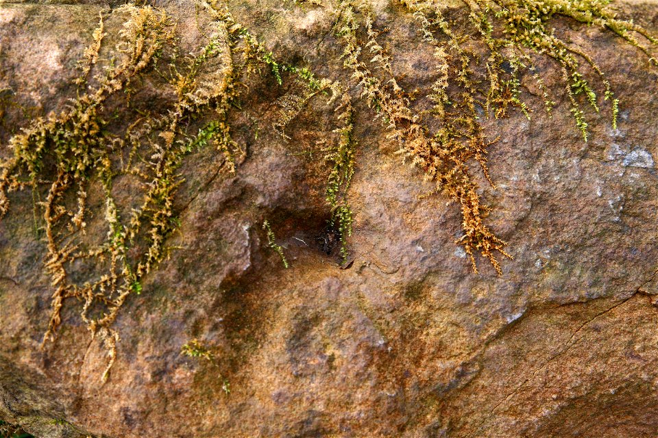 Nature Moss
