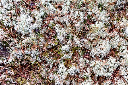 Nature Moss