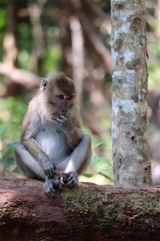 Mammals tropical hairy
