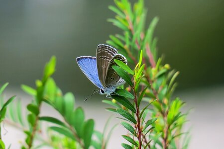Outdoor summer curved lines purple gray butterfly