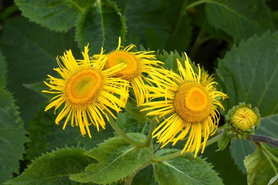 Nature plant flora