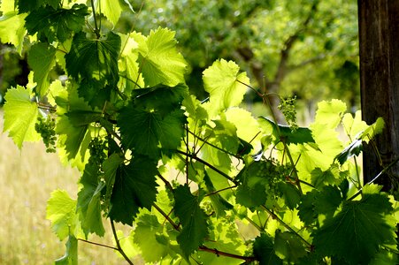 Green grapevine wine