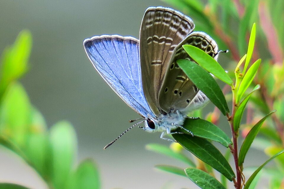 Outdoor summer curved lines purple gray butterfly