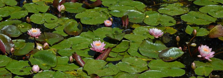Pond plant water photo