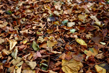 Ground Leaves photo