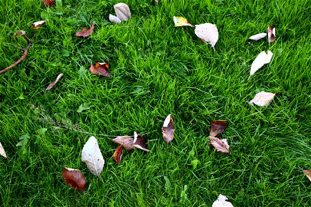 Ground Leaves photo