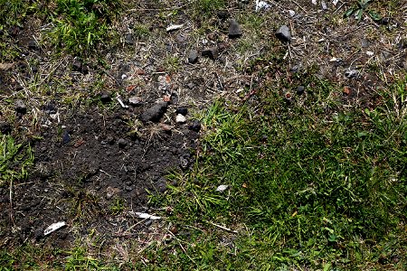 Soil Stoned