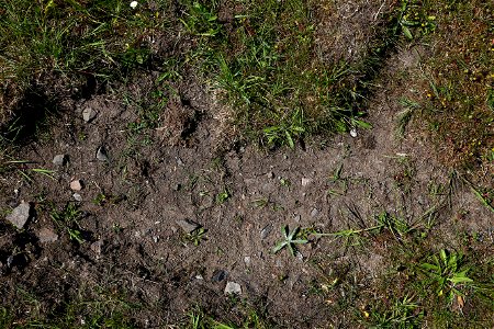 Soil Stoned