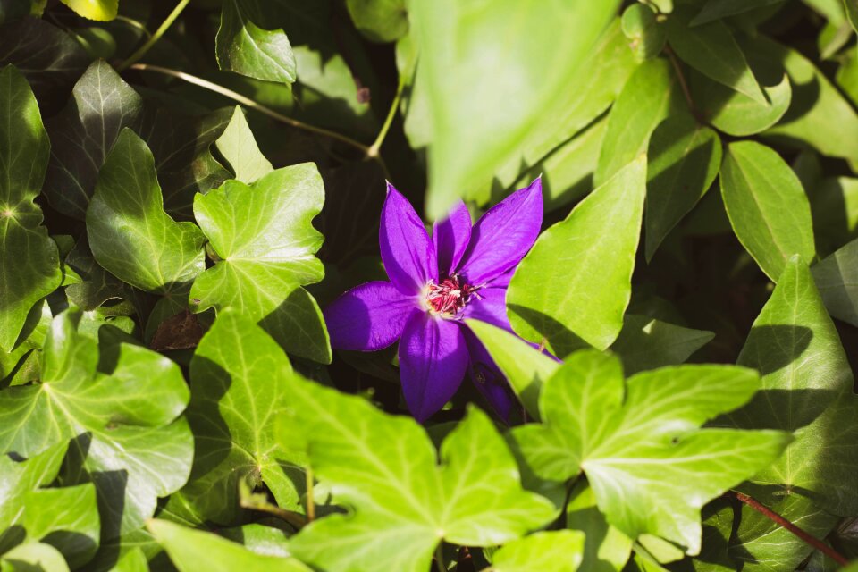 Greenery flower petals