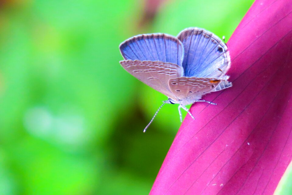 Outdoor summer curved lines purple gray butterfly