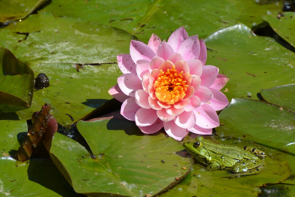 Plant water aquatic plant