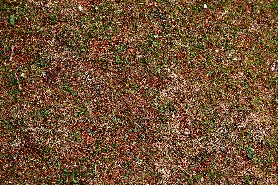 Nature Grass Flowers