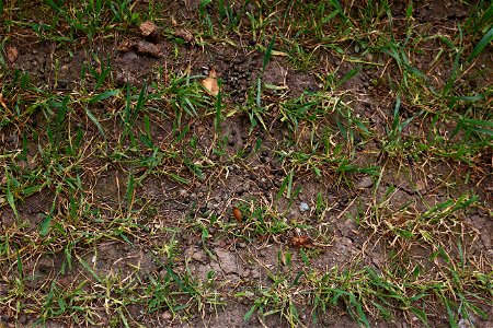 Nature Grass