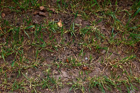 Nature Grass photo