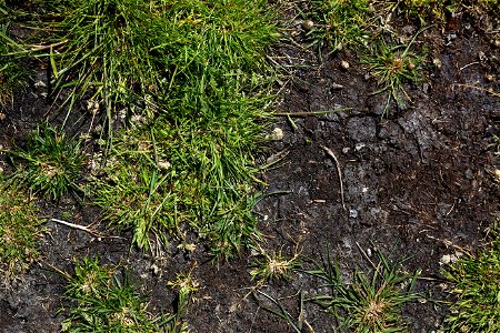 Nature Grass