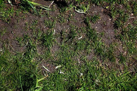 Nature Grass