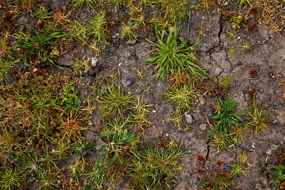 Nature Grass photo