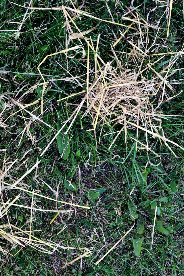 Agro Crop