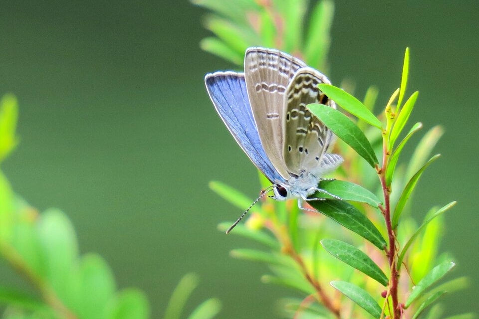 Outdoor summer curved lines purple gray butterfly