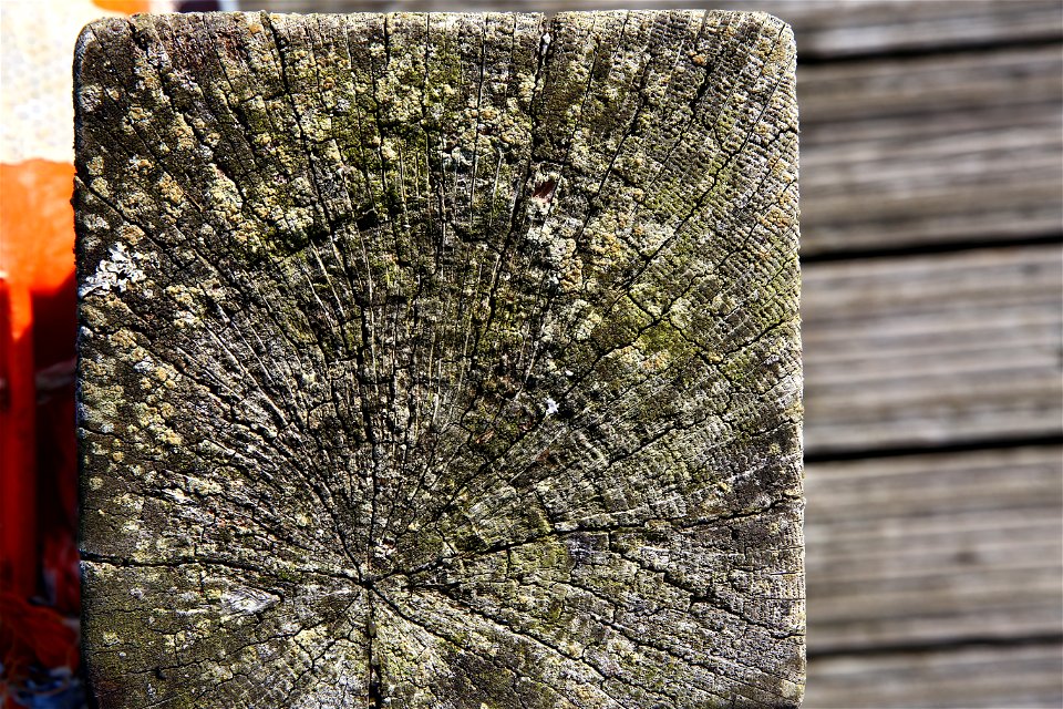 Nature Tree Rings