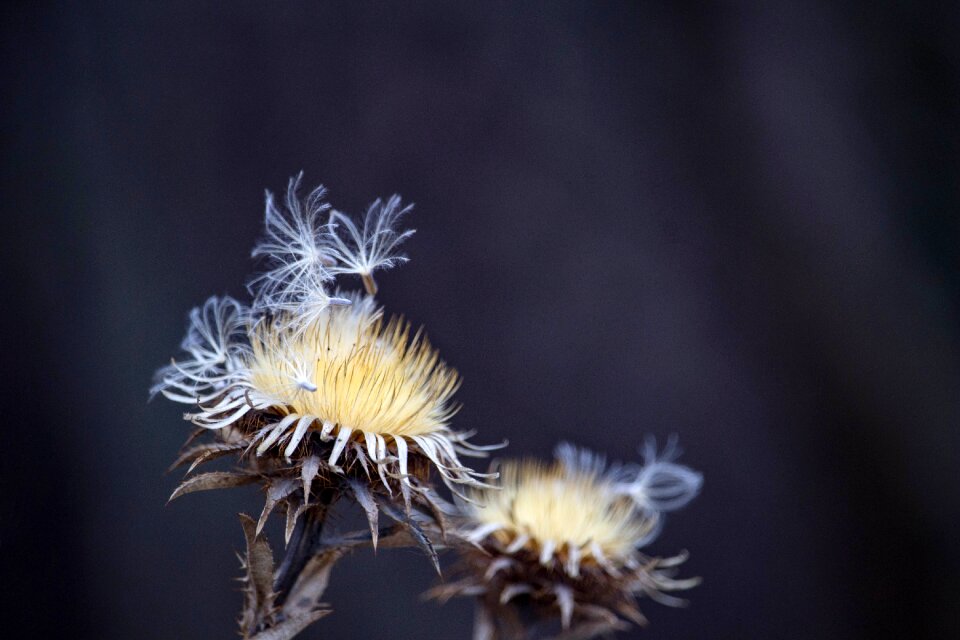 Dry flower close up