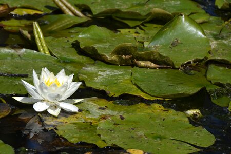 Plant water aquatic plant