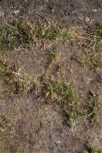 Soil photo