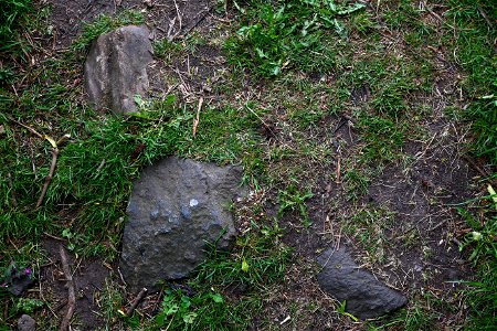 Soil Stoned photo