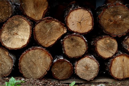 Wood Logs photo