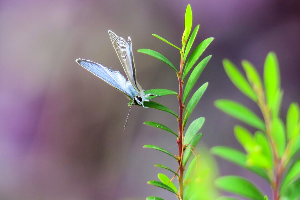 Outdoor summer curved lines purple gray butterfly