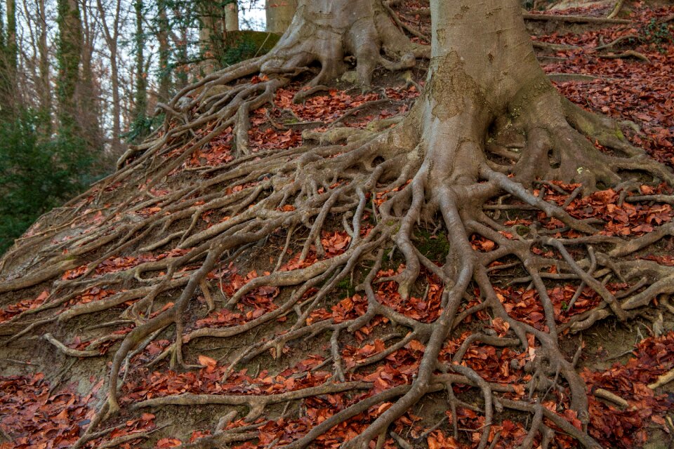 Structure nature forest floor