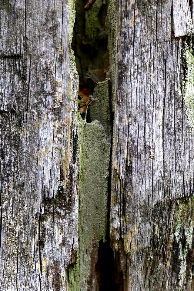 Wood Rotten