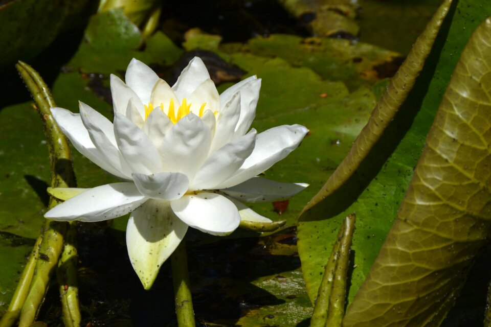Plant water aquatic plant