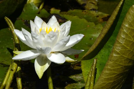 Plant water aquatic plant