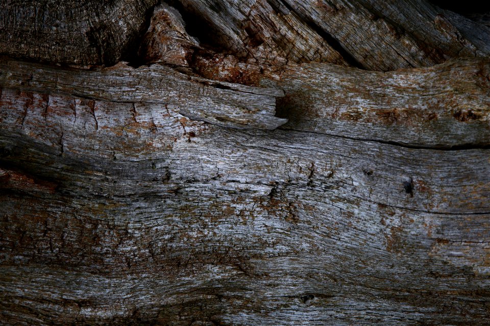 Wood Rotten