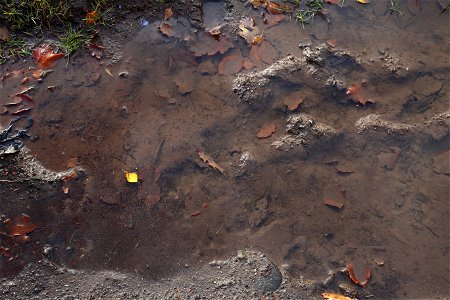 Water Puddle