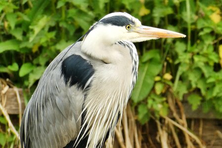 Blue heron babu nature photo