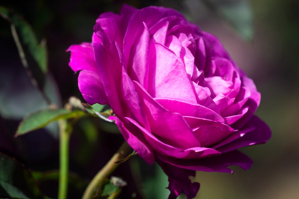Flower pink flower blossom