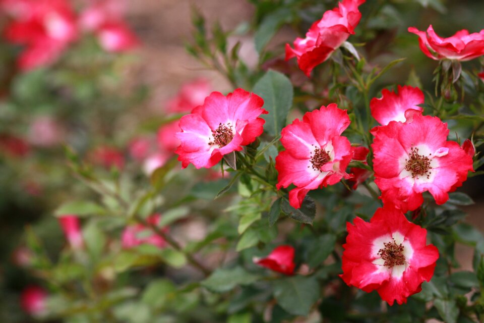 Nature plants beautiful