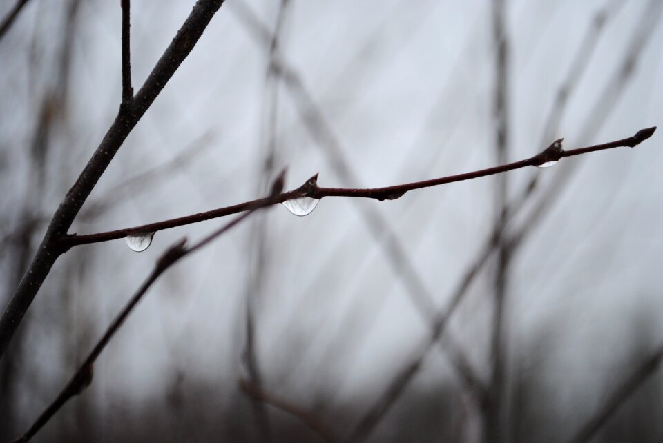 Landscape nature fog