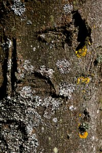 Nature Tree Trunk